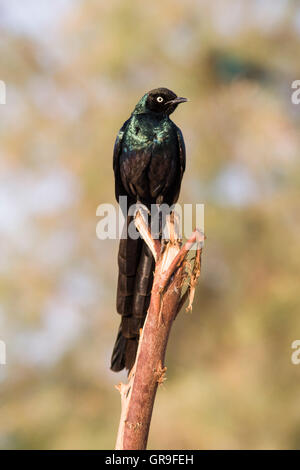 Long-tailed glänzend Starling (Glanzstare Caudatus), Nationalpark Djoudj, Senegal Stockfoto