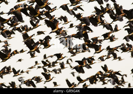 Herde von White-faced Pfeifen Enten (Dendrocygna Viduata) flüchten, Nationalpark Djoudj, Senegal Stockfoto