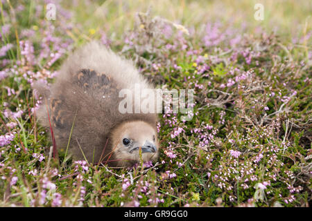 Arktisches Skua (Stercorarius Parasiticus) Küken auf Fair Isle, Shetland Islands, Schottland, Großbritannien Stockfoto