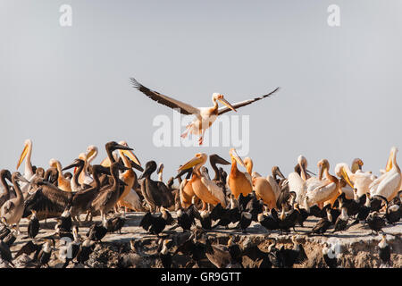 Großer weißer Pelikan (Pelecanus Onocrotalus) Brutkolonie, Männchen, die Landung, Nationalpark Djoudj, Senegal Stockfoto