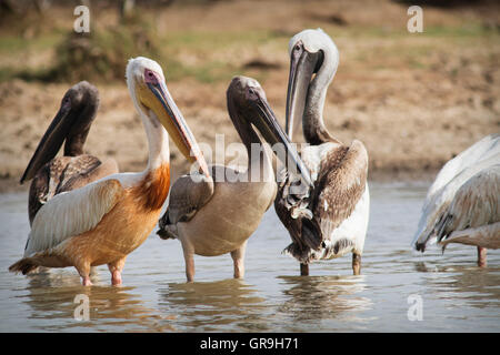 Große weiße Pelikane (Pelecanus Onocrotalus) Gruppe von Erwachsenen und subadulten, Nationalpark Djoudj, Senegal Stockfoto