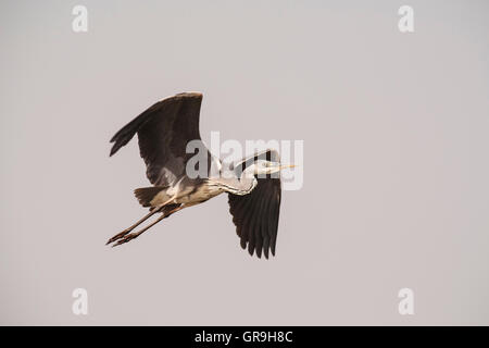 Graue Reiher (Ardea Cinerea) im Flug, Nationalpark Djoudj, Senegal Stockfoto