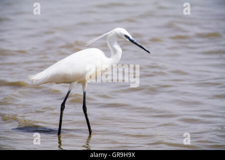 Seidenreiher (Egretta Garzetta) im Wasser, Nationalpark Djoudj, Senegal Stockfoto
