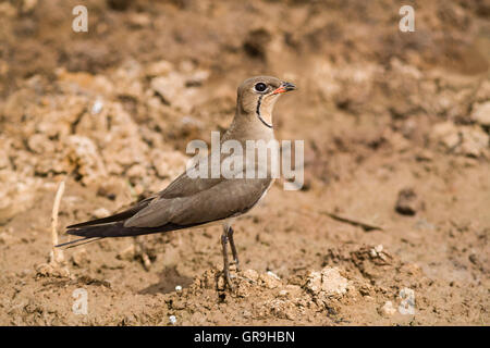 Collared Brachschwalbe (Glareola Pratincola), Nationalpark Djoudj, Senegal Stockfoto