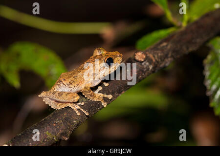 Rüschen Laubfrosch (Rhacophorus Appendiculatus), Kinabatangan, Sabah, Borneo, Malaysia Stockfoto