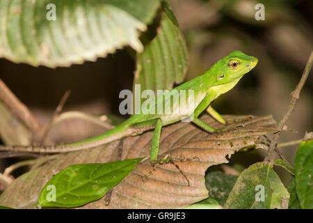 Grüner Baum Eidechse (Bronchocoela Cristatella), Kinabatangan, Sabah, Borneo, Malaysia Stockfoto