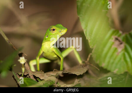 Grüner Baum Eidechse (Bronchocoela Cristatella), Kinabatangan, Sabah, Borneo, Malaysia Stockfoto