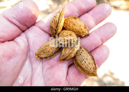 Ein Landwirt mit Mandeln, die sind fast reif für die Ernte in das San Joaquin Valley in Kalifornien Stockfoto