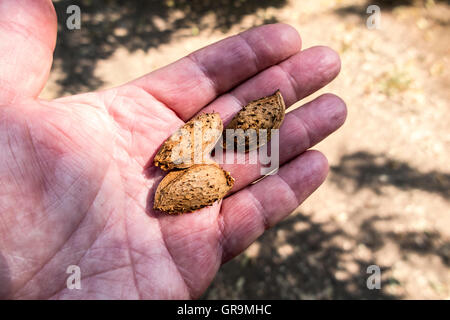 Ein Landwirt mit Mandeln, die sind fast reif für die Ernte in das San Joaquin Valley in Kalifornien Stockfoto