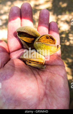 Ein Landwirt mit Mandeln, die sind fast reif für die Ernte in das San Joaquin Valley in Kalifornien Stockfoto