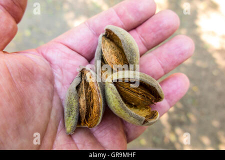 Ein Landwirt mit Mandeln, die sind fast reif für die Ernte in das San Joaquin Valley in Kalifornien Stockfoto