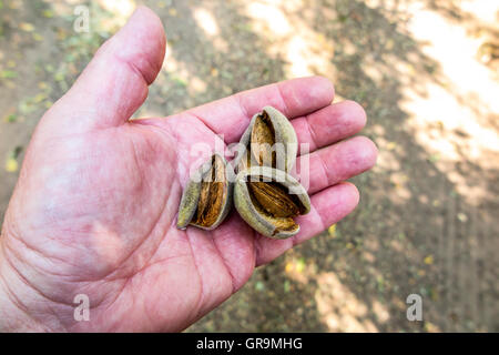 Ein Landwirt mit Mandeln, die sind fast reif für die Ernte in das San Joaquin Valley in Kalifornien Stockfoto