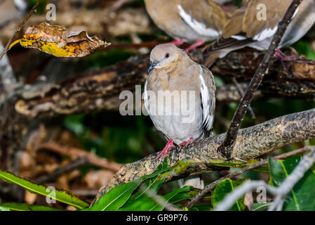 Weiß – Winged Taube Stockfoto