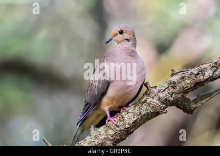 Mourning dove Stockfoto