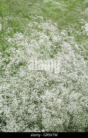 Schleierkraut Paniculata 'Bristol Fairy'. Schleierkraut 'Bristol Fairy' Blüte in einem englischen Garten Stockfoto