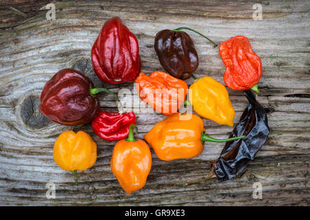 Hot Chili auf einem strukturierten Hintergrund Holz Stockfoto