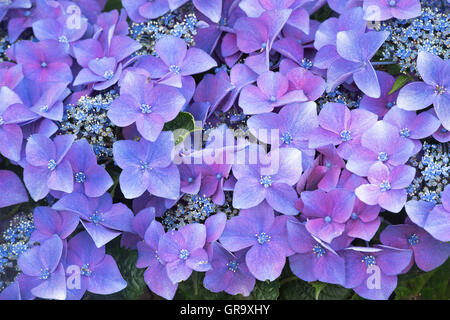 Hydrangea Macrophylla 'Kardinal violett 'Blumen Muster. Stockfoto