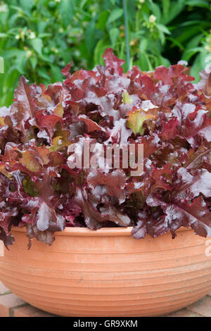 Kopfsalat wächst in einem Terrakottatopf in einem kleinen Garten. selektive Fokus Stockfoto