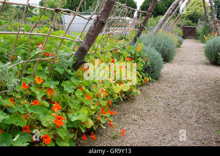 Tropaeolum Majus. Kapuzinerkresse Blüten in einem Gemüsegarten in Ryton Organic Gardens. Coventry, UK Stockfoto