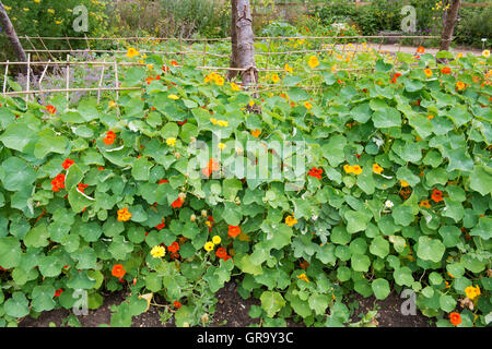 Tropaeolum Majus. Kapuzinerkresse Blüten in einem Gemüsegarten in Ryton Organic Gardens. Coventry, UK Stockfoto