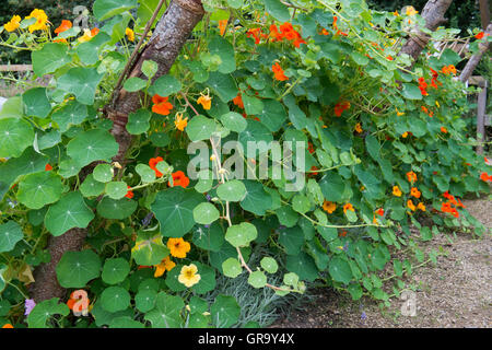 Tropaeolum Majus. Kapuzinerkresse Blüten in einem Gemüsegarten in Ryton Organic Gardens. Coventry, UK Stockfoto