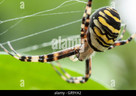 Wasp Spider Argiope Bruennichi Stockfoto