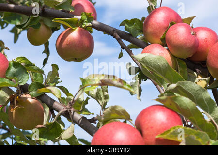 Äpfel bereit zur Ernte Stockfoto