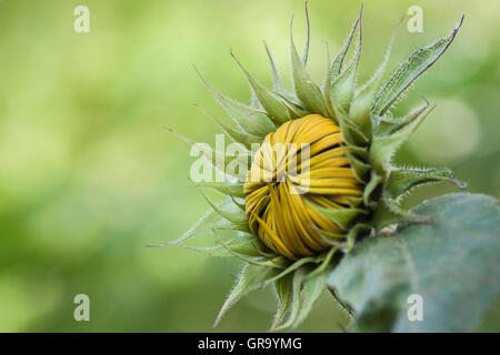 Geschlossene Sonnenblume Helianthus Annuus Stockfoto