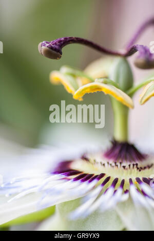 Passiflora Caerulea Stockfoto