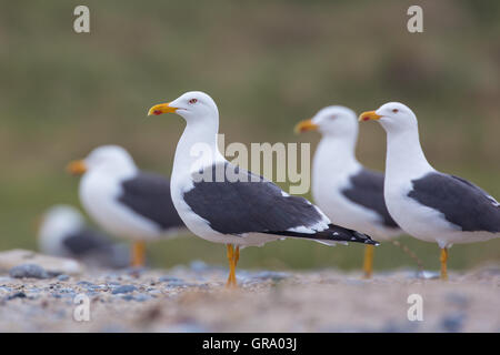 Geringerem Black-Backed Möwen Larus Getue um ihre Brutkolonie Stockfoto