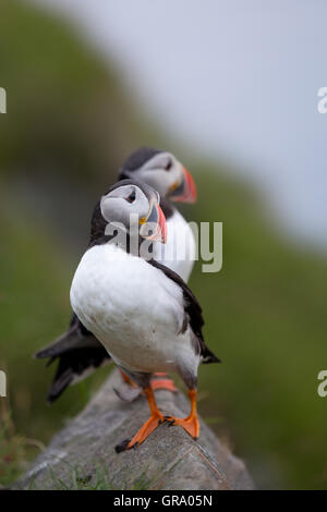 Zwei Papageientaucher auf der norwegischen Insel Runde Stockfoto