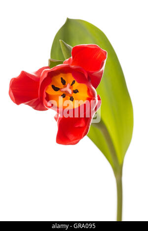 Rote Tulpe vor weißem Hintergrund Stockfoto
