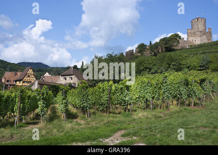 Burgruine Kaysersberg, Haut-Rhin, Elsass, Frankreich, Europa Stockfoto