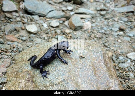 Schwarze Alpensalamander Stockfoto