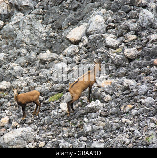 wilden Bergziegen auf einem felsigen Hügel Stockfoto