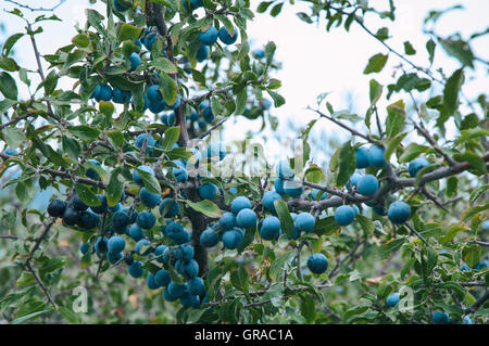 Früchte der Schlehe (Prunus Spinosa) Stockfoto