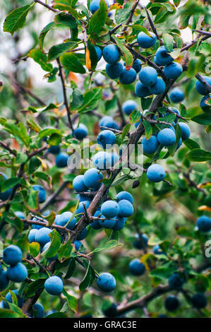 Früchte der Schlehe (Prunus Spinosa) Stockfoto