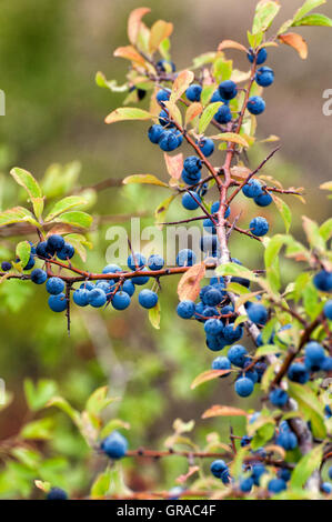 Früchte der Schlehe (Prunus Spinosa) Stockfoto