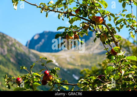 Norwegen, Rosendal. Die Baronie Rosendal Manor. Stockfoto