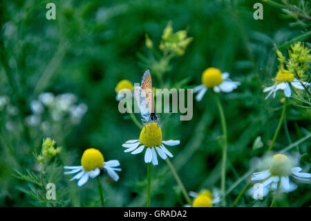 Schmetterling auf Kamille blüht im Frühjahr (Matricaria Chamomilla) Stockfoto