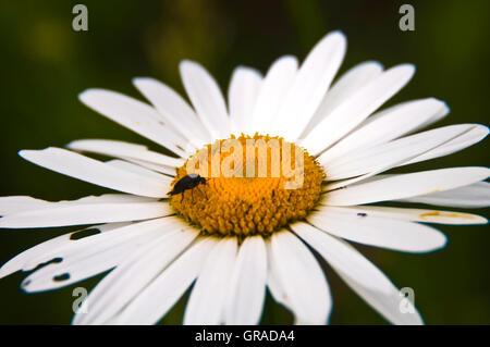 Kamillenblüten im Frühjahr (Matricaria Chamomilla) Stockfoto