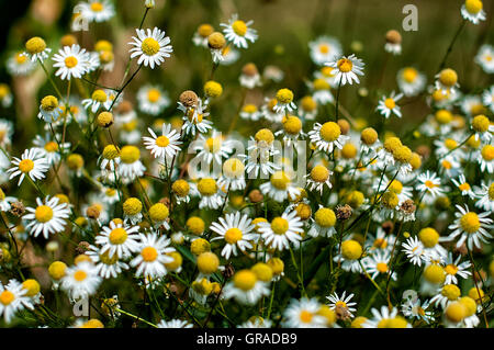 Kamillenblüten im Frühjahr (Matricaria Chamomilla) Stockfoto