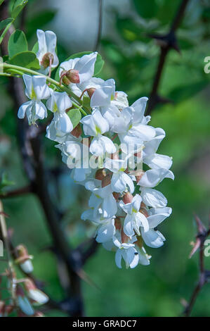 Robinie (Robinia Pseudoacacia) Blumen im Frühjahr. Stockfoto