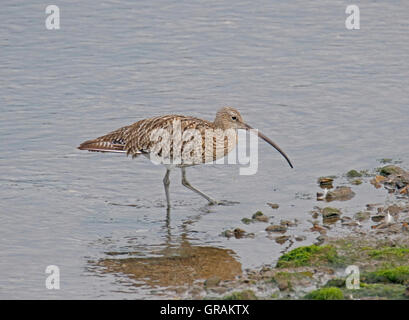 Brachvogel (Numenius Arquata) Stockfoto