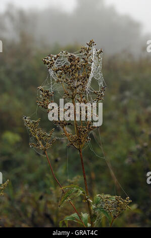 Beginn des Herbstes. Nebeliger Morgen auf das Feld mit dem Tau Gras und trockenen Wiese-süß und Spinnennetz. Stockfoto