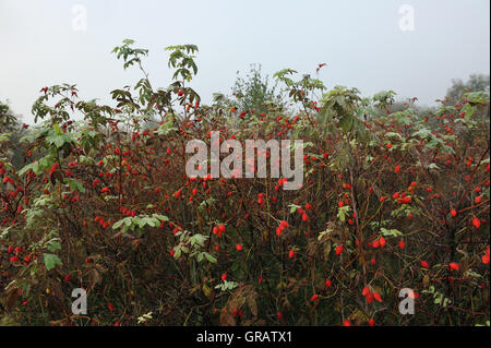 Feld im Nebel am frühen Morgen im Anfang des Herbstes mit Tau auf Gras- und Heckenrose Büsche. Stockfoto