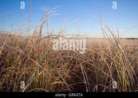 Bereift, Gras- und Kiefer in die Strahlen der aufgehenden Sonne Stockfoto