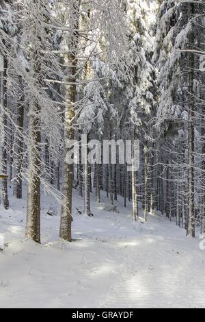 Fichten-Wald im Winter Stockfoto