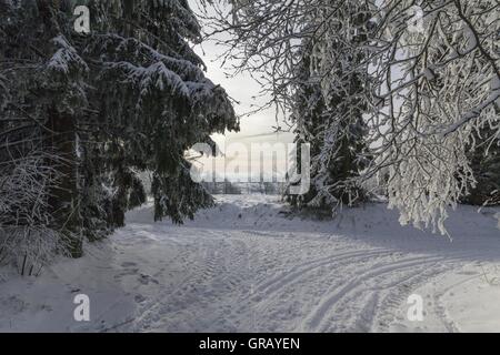 Schneebedeckte Bäume und Spuren im Schnee Stockfoto