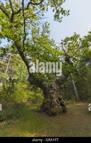 Die 1.000-Jahr-Troll-Eiche Baum In Nature Reserve Trollskogen Böda Öland, Schweden Stockfoto